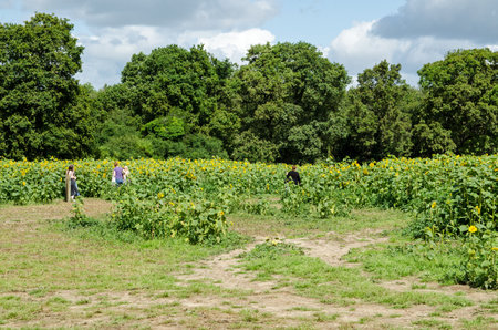 Hook, UK - August 8, 2021: Visitors to a sunflower field in rural Hampshire enjoying the sunshine and the blooms.のeditorial素材