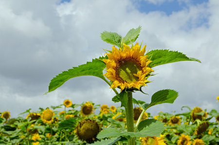 An especially tall sunflower raising its bloom well above those of its neighbours in a field on a sunny summer day in Hampshire.の写真素材