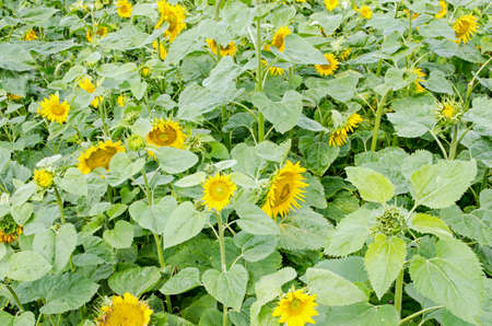 View from above overlooking a field full of sunflowers being grown for bird seed.  Summer day in Basingstoke, Hampshire.の写真素材