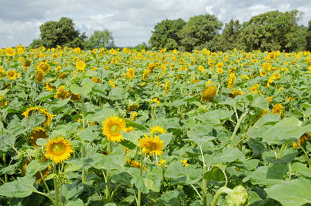 View from  ladder looking across a field full of sunflowers in full bloom on a sunny day in Hampshire, England.の写真素材