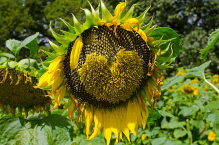 A sunflower seedhead with a heart shape in the middle.  Summer sunshine at a farm in Basingstoke, Hampshire.の写真素材