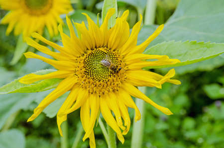 Insects including a bee and a tiny beetle enjoying the goodness on offer from a sunflower seed head, blooming in the summer sunshine in a field in Hampshire.の写真素材