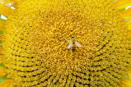 A honey bee gathering nectar in the middle of a Sunflower seedhead on a sunny summer day.の写真素材