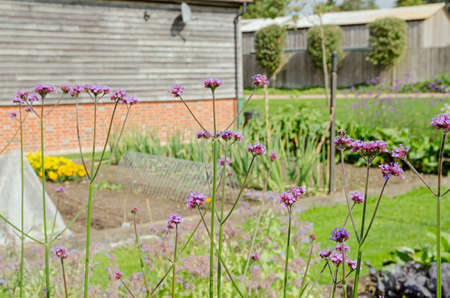 Purple flowers of the herb verbena, also known as vervain, blooming in a traditional kitchen garden in Hampshire, England.の写真素材
