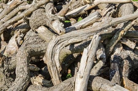 A pile of decaying old oak tree branches viewed in close up in the autumn sunshine.