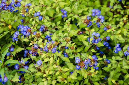 Close-up view of a periwinkle plant, latin name Vinca minor, in full bloom with blue flowers on a late summer afternoon.の写真素材