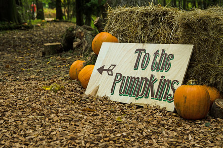 A sign at the start of a pumpkin trail through woodland in Hampshire in October.の写真素材