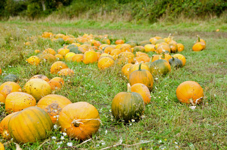 A selection of large, ripe pumpkins waiting for buyers in a Hampshire field.の写真素材