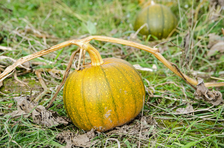 An orange pumpkin ripening on the plant stem in a patch in Hampshire, October.の写真素材