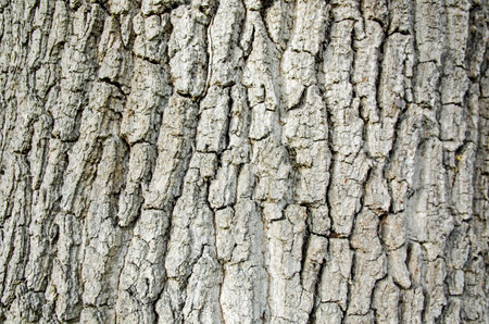 Close up view of the bark on an old oak tree in Berkshire.の写真素材