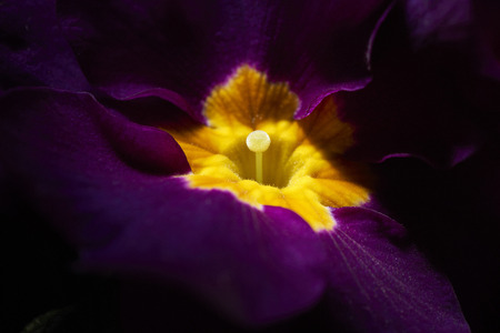 primrose of primrose on a black backgroundの写真素材