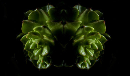 detail of succulent plant on black backgroundの写真素材