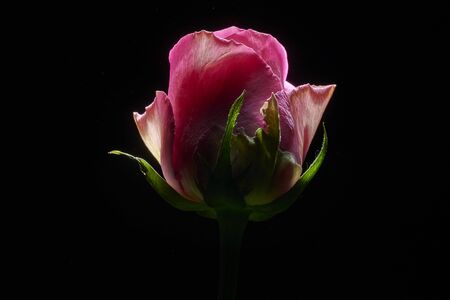 pink rose photographed from below with dry light on a black backgroundの写真素材
