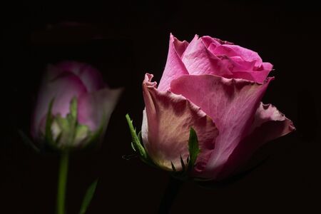 pink roses on black