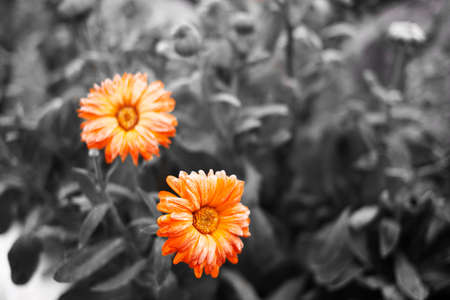 orange calendula on bw field concept of positive in the gray worldの写真素材