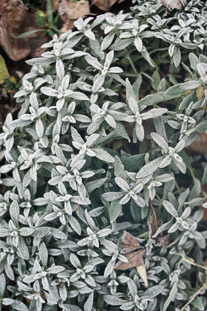 Texture of some leaves covered by snow and iceの写真素材