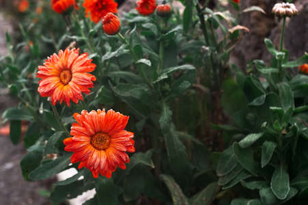 A bright orange calendula flower against a background of green leaves is covered with hoarfrost at the beginning of winterの写真素材