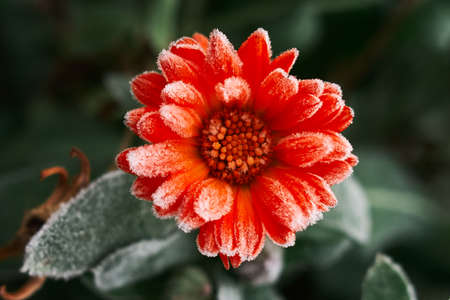 A bright orange calendula flower against a background of green leavesの写真素材