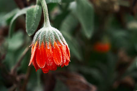 A bright orange calendula flower against a green background is covered with hoarfrost at the beginning of winterの写真素材