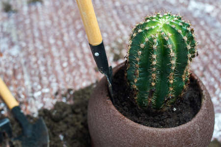 someone repotting Pachypodium cactus to new pot with garden tools at her homeの写真素材