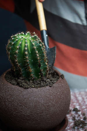someone repotting Pachypodium cactus to new pot with garden tools at her homeの写真素材