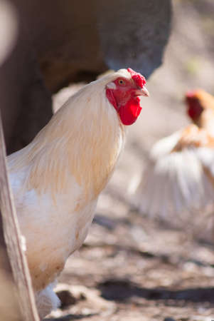 Beautiful healthy cockerel walking on the ground. Concept bird farm. Portraitの写真素材