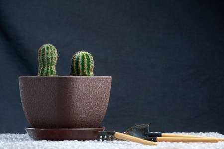 Cactus homeplant on the table with garden tools on gray background