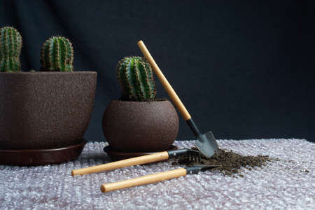 Cactus homeplant on the table with garden tools on gray backgroundの写真素材