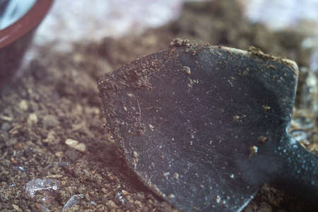 Little shovel Tool kit for indoor plants on ground, on a oilcloth background.の写真素材