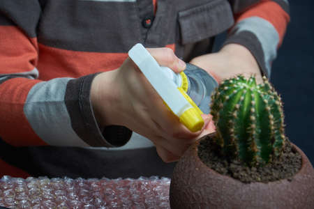little boy Hands water spraying cactus. Green plant close up on gray background