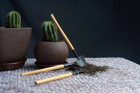 Artificial succulent plant in ceramic pot on counter with garden tools beside gray wallの写真素材