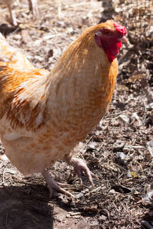 Beautiful rooster walking in a farm yard in summer day