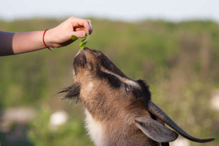 The goat eating from the woman hand Selective focus Close upの写真素材