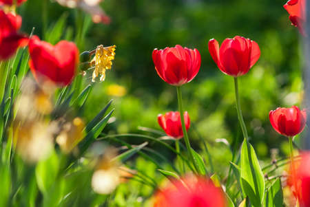 Beautiful red Tulips, Darwin Hybrid red Tulips in a flowerbed in spring day