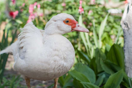 White duck sitting alone on green grassの写真素材