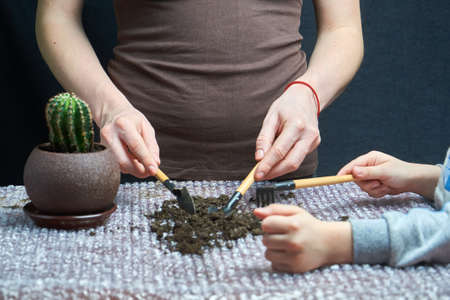 woman and little boy repotting Pachypodium cactus to new pot at her homeの写真素材