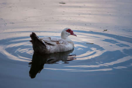 Birds and animals in wildlife. Amazing closeup view of duck on stone under sunsetの写真素材