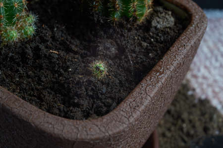 Artificial succulent plant in ceramic pot on counter with garden tools beside gray wallの写真素材