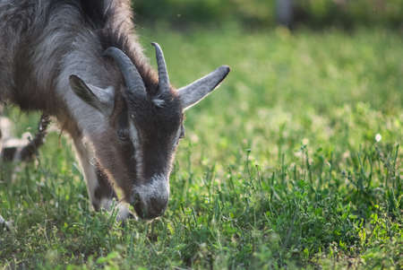 funny face small goat, Brown goat, Domestic goat, Brown goat portrait on natural backraundの写真素材