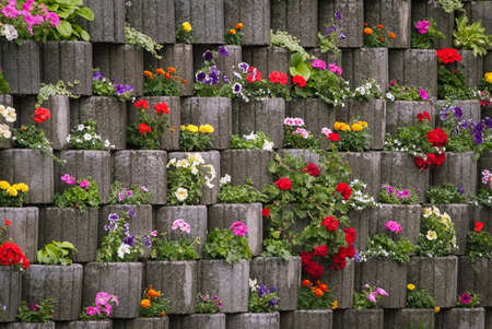 Colorful pots with flowers in park. flowers wallの写真素材