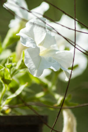 Petunia white flower in pot close up, selective focus outsideの写真素材