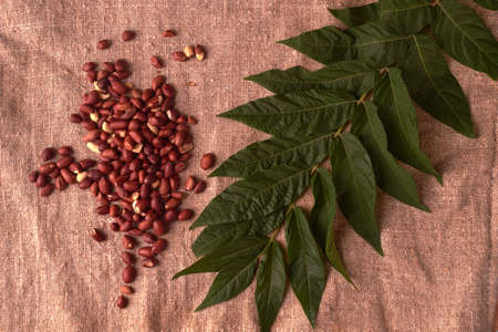 walnut peanut scattered on sackcloth background with green plant near