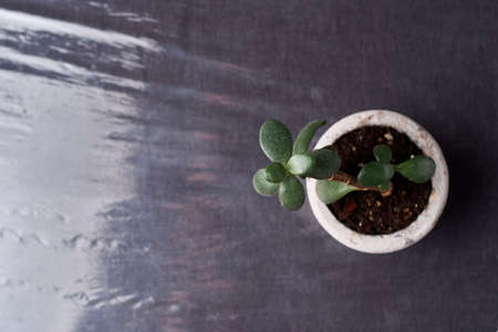 minimalist urban gardening or stylish interior background with various succulentsの写真素材