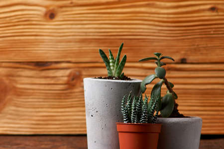 succulent plant in handmade concrete pot in room decorationの写真素材