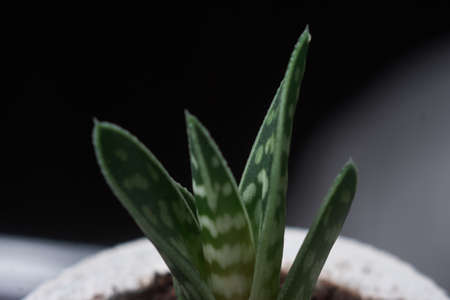 succulent plant in handmade concrete pot in room decorationの写真素材