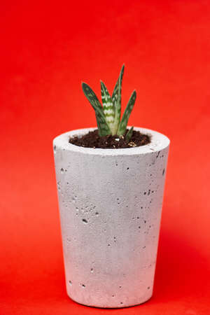minimalist urban gardening or stylish interior background with various succulentsの写真素材