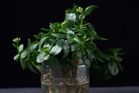 kalanchoe in cut plastic bottle with water