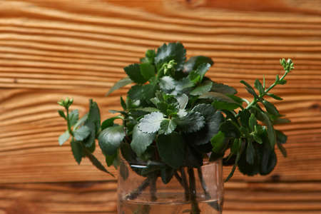 kalanchoe like concept of house plant and ecology