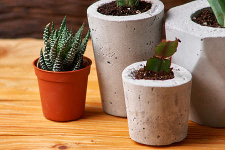 green plant in a concrete pot, creative home decorationの写真素材