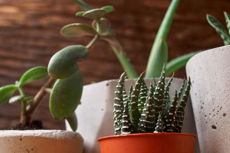 Succulents, aloe and crassulain in diy concrete pot. Only planted in pots. On wooden background.の写真素材